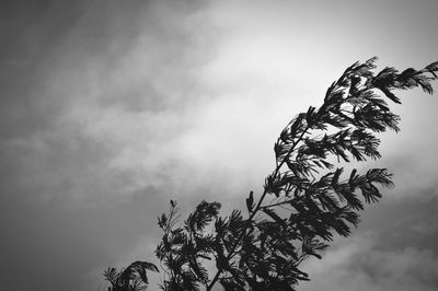 Low angle view of tree against sky