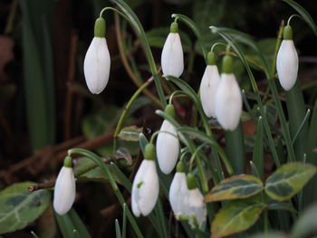 Close-up of white flowering plants