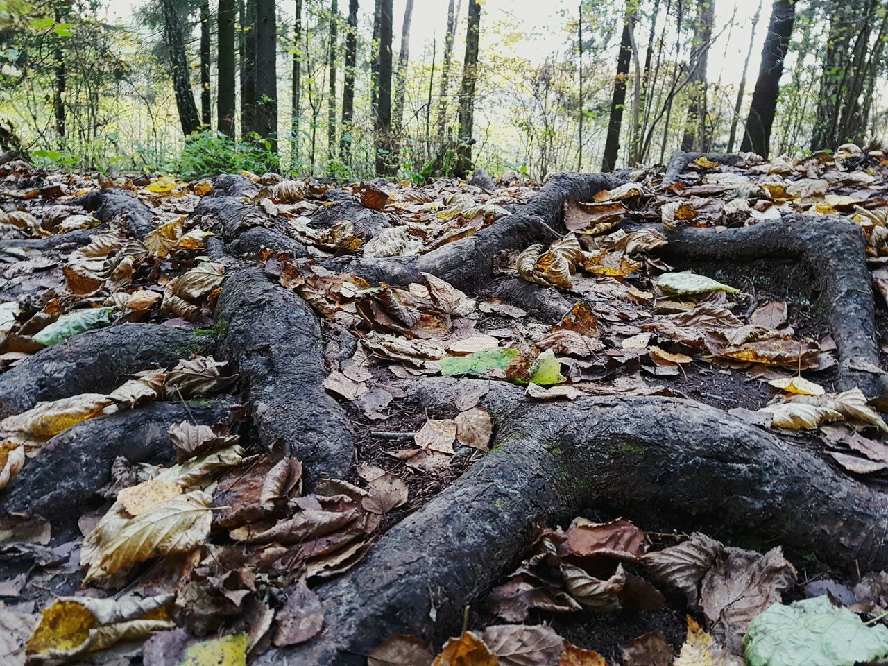 SURFACE LEVEL OF LOGS IN A FOREST