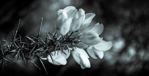 Close-up of white flowers