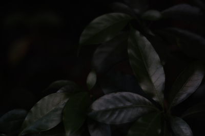 Close-up of flowering plant