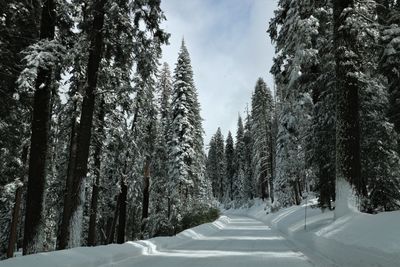 Road amidst trees against sky during winter