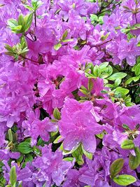 Close-up of raindrops on pink flowering plant