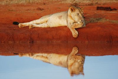 Close-up of a dog resting in water