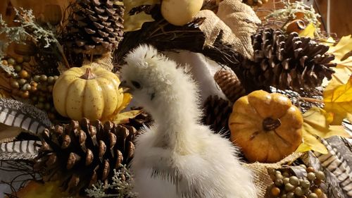 Baby silky chicken 