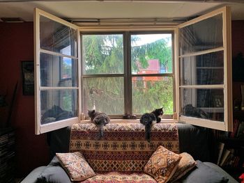 Cats relaxing on window at home