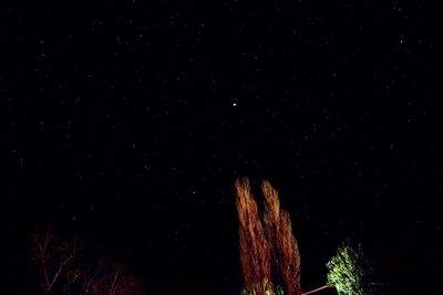 Low angle view of trees against sky at night