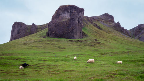 Basalt volcanic rocky outcroppings tower over sheep calmly grazing in a summer pasture in iceland