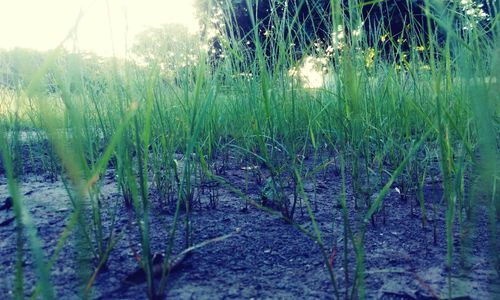 Close-up of fresh plants against sky