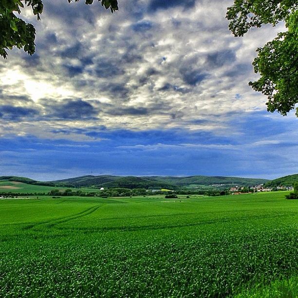 sky, tranquil scene, landscape, tranquility, cloud - sky, scenics, beauty in nature, field, green color, cloudy, cloud, nature, grass, growth, tree, rural scene, agriculture, idyllic, green, grassy