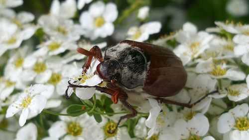 Close-up of maikäfer on flower