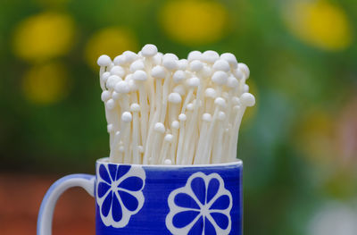 Close-up of white mushrooms in blue floral patterned cup
