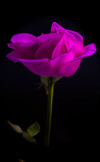 Close-up of pink rose against black background