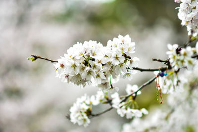 Cherry blossoms in tokyo japan and known as sakura flowers