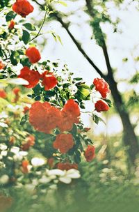 Close-up of red flowers