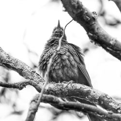 Low angle view of bird perching on branch