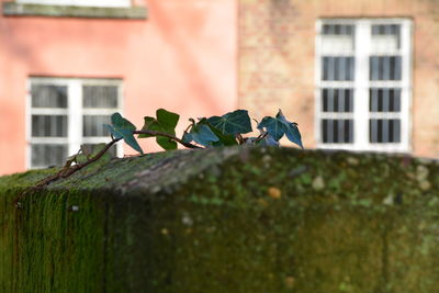 Close-up of ivy growing on retaining wall against building