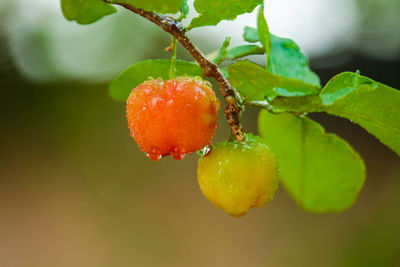 Close-up of strawberry on plant