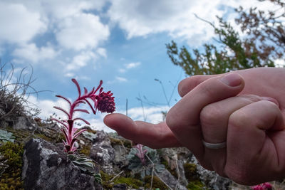 Close-up of hand holding plant against sky