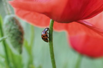 Close-up of insect on flower