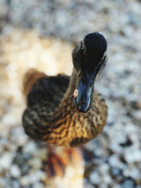 Close-up of a bird