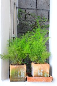 Potted plants on wall of building