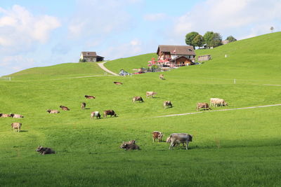 High angle view of sheep on grassy field