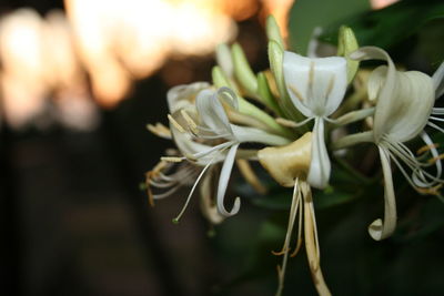 Close-up of white flowering plant in park