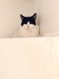 Close-up of cat looking away