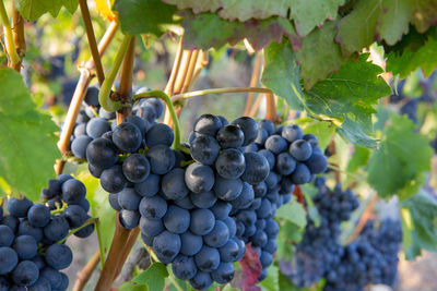 Close-up of grapes hanging in vineyard