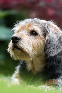 Close-up of a dog looking away