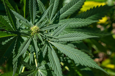 Close-up of plant growing outdoors