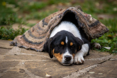 Close-up portrait of a dog resting