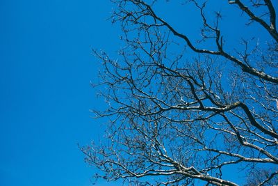 Low angle view of bare trees against clear blue sky