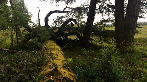 Fallen tree on field at forest