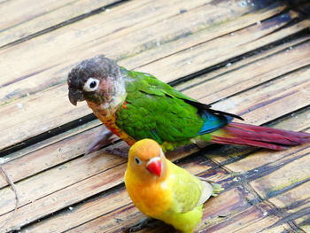 Close-up of parrot perching on wood