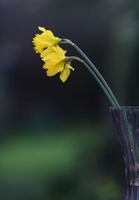 Close-up of yellow flowering plant