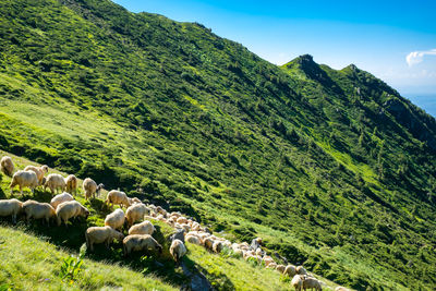 The sheeps grazed on the mountain