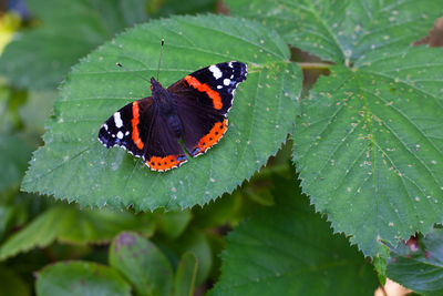 Close-up of butterfly on leaves