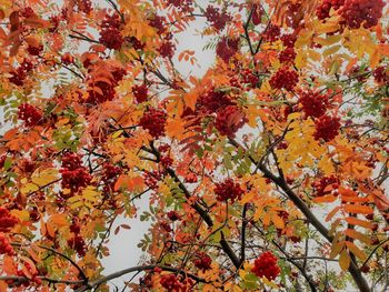 Low angle view of flowering tree during autumn