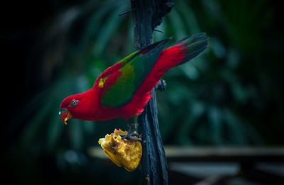 Close-up of red parrot perching on wood with food