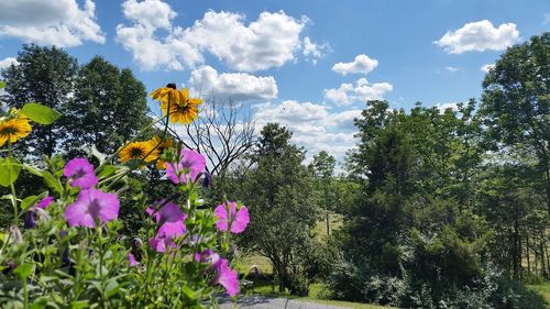 Pink flowers growing on tree