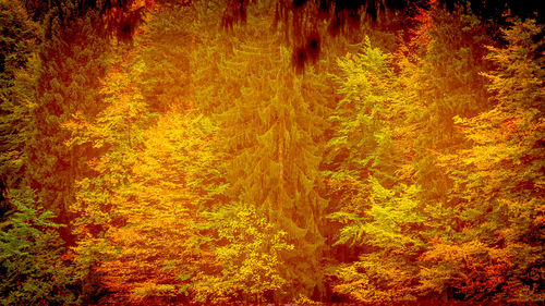 Full frame shot of trees in forest during autumn