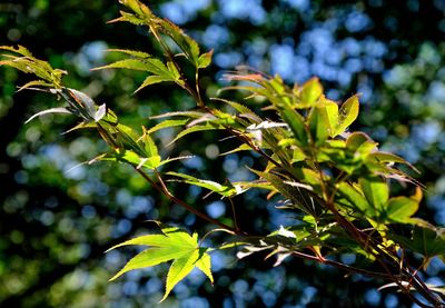 Close-up of fresh green plant