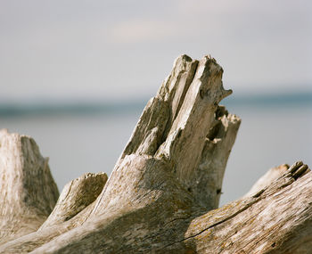 Close-up of driftwood on rock by sea against sky