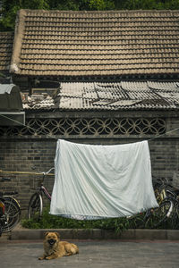 Cat sleeping on bed against building