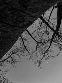 Low angle view of bare tree against sky