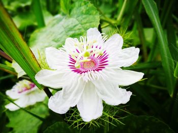 Close-up of pink flower