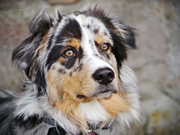 Close-up portrait of dog