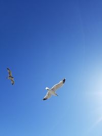 Low angle view of seagulls flying in sky
